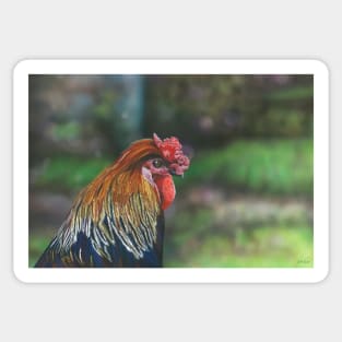 Rooster Life Sticker